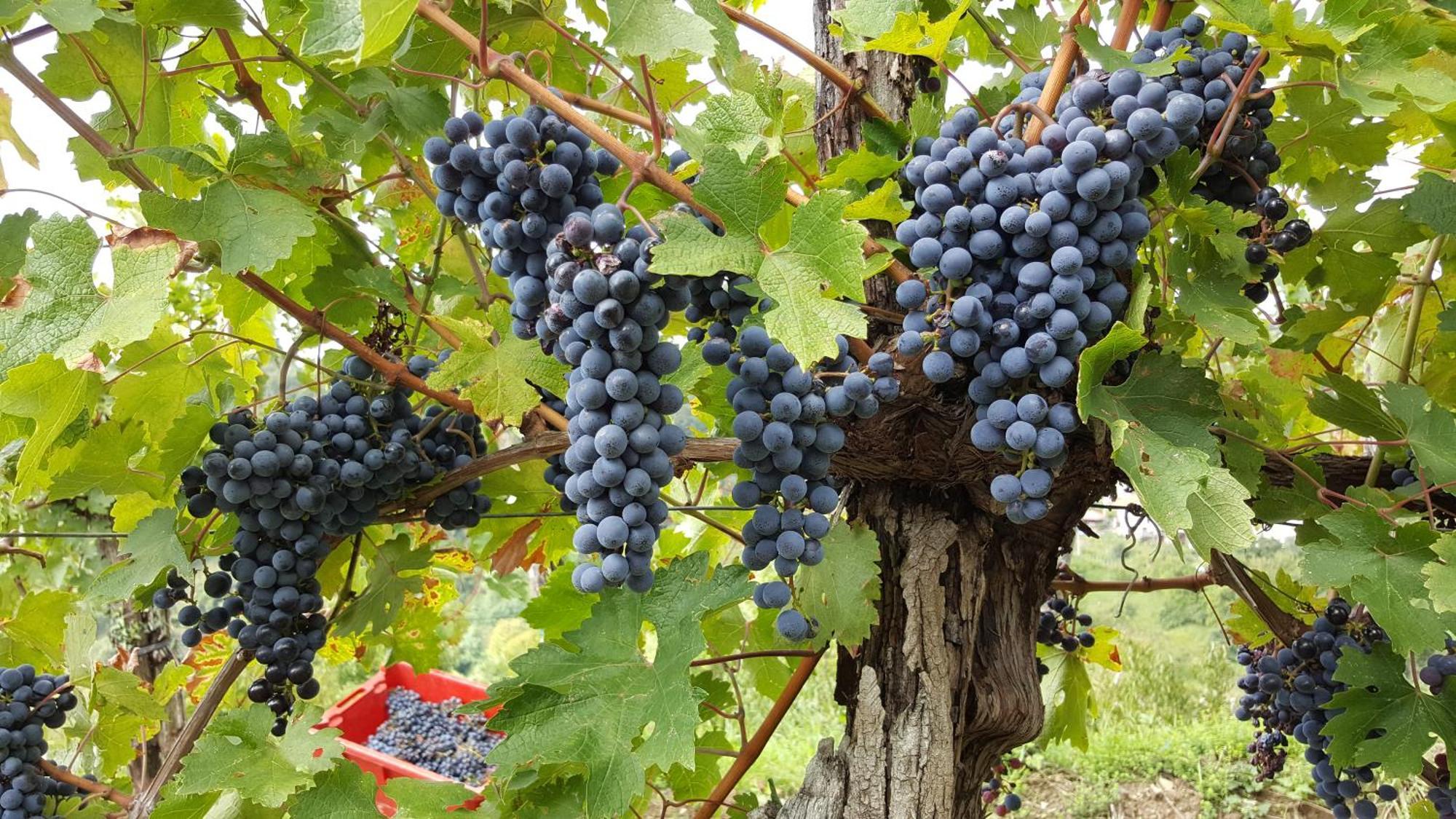 Valentina Guest House At Pintar Wine Estate Kojsko Exterior photo